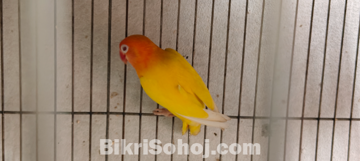 love bird